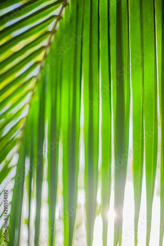 Palm leaf in chasing light