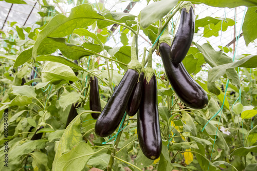 Eggplant field greenhouse