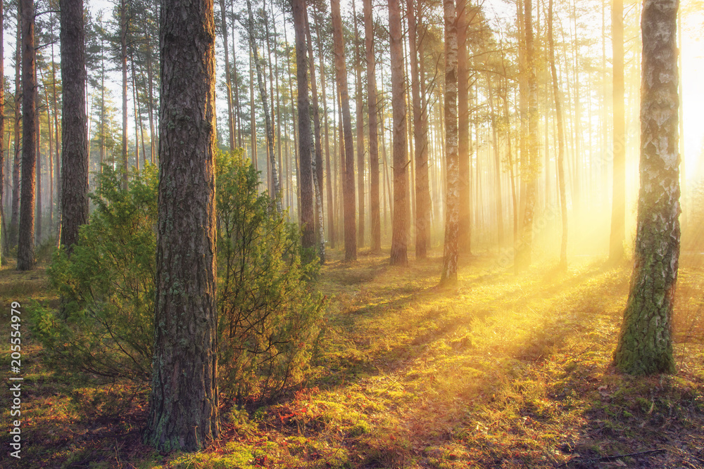 Fototapeta Summer forest landscape with bright warm sunlight through trees. Yellow colours in majestic beautiful forest in sunny morning. Sun rays in forest nature. Scenic woodland glowing sunbeams.