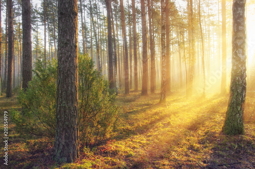 Summer forest landscape with bright warm sunlight through trees. Yellow colours in majestic beautiful forest in sunny morning. Sun rays in forest nature. Scenic woodland glowing sunbeams. © dzmitrock87