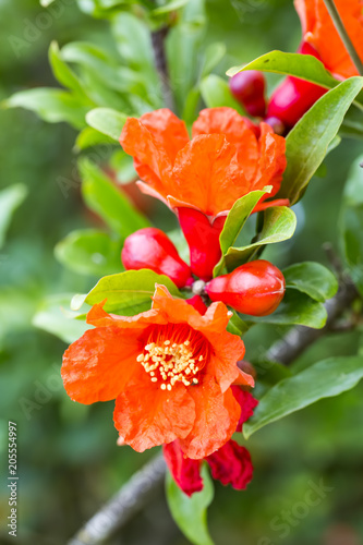 Pomagranate tree flower photo