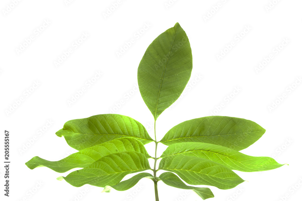 Obraz premium tree leaves isolated on white background