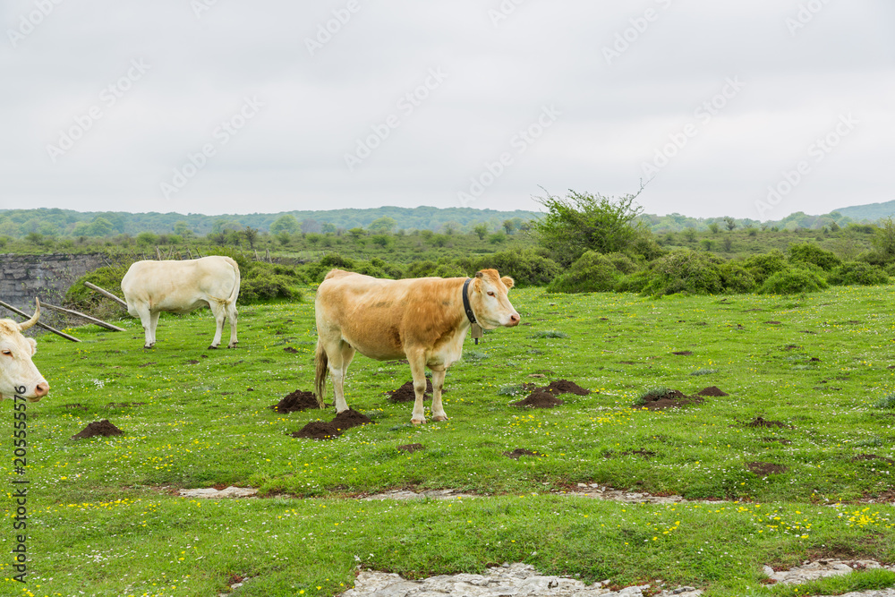 Cows grazing and enjoying spring in the Salto del Nervion Cows grazing and enjoying spring in the Salto del Nervion