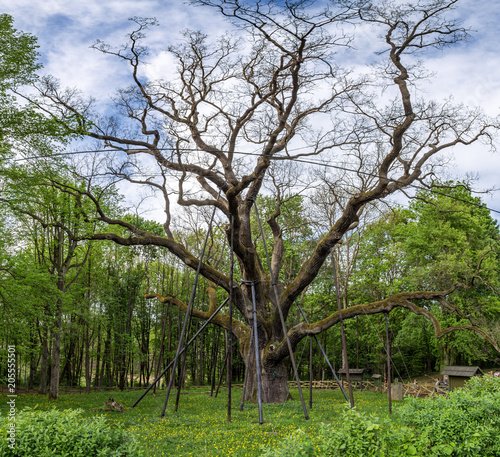 Bartek's oak tree, Zagnansk, Poland