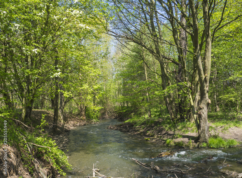 deciduous forest river stream lush green blooming tree, spring afternoon, vibrant colors deciduous forest river stream lush green blooming tree, spring afternoon, vibrant colors