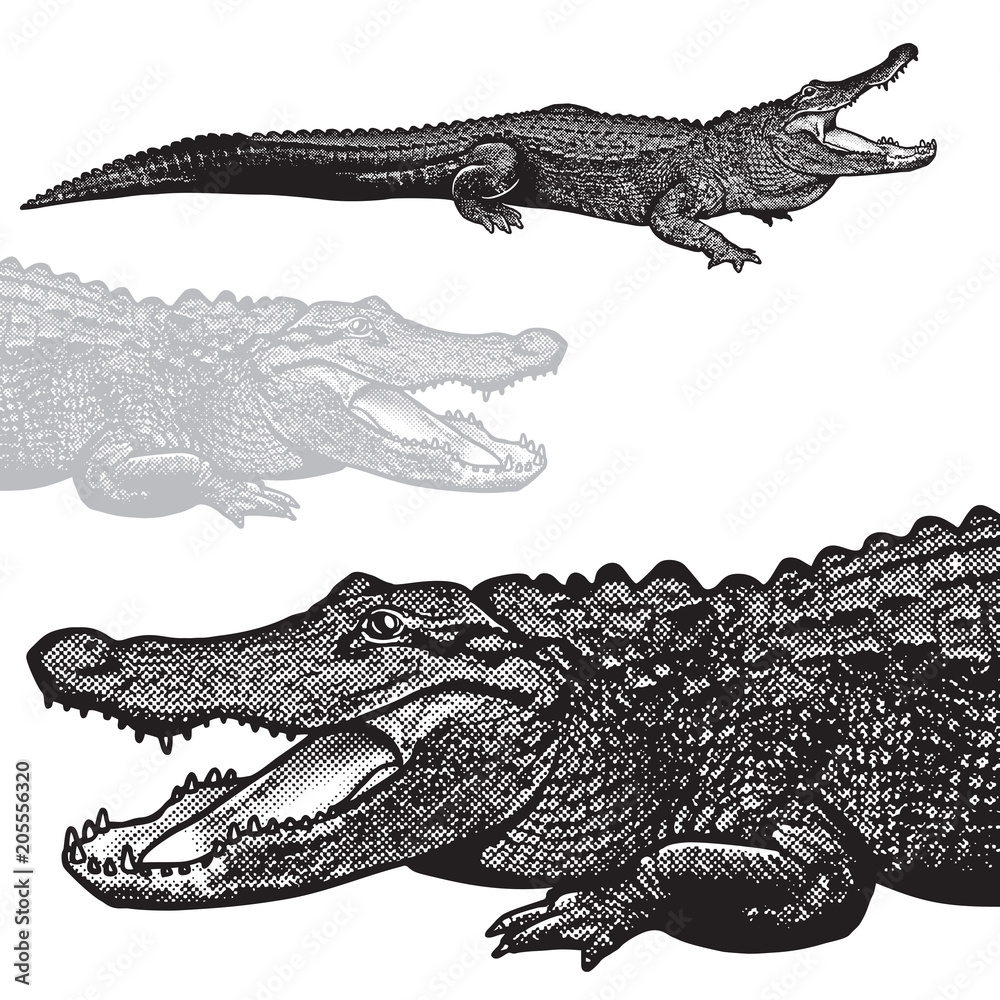 Obraz premium Aligator amerykański (Alligator mississippiensis) - grafika wektorowa. Czarny obraz gada krokodyla w stylu grawerowania na białym tle, element projektu logo lub szablonu.