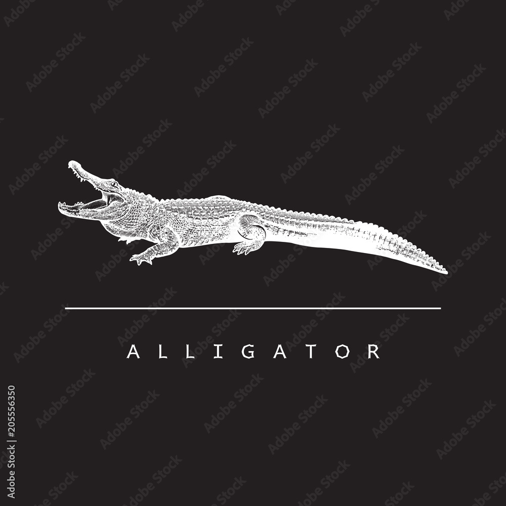 Obraz premium American alligator (Alligator mississippiensis) - vector image. White illustration in engraving style of crocodilian reptile isolated on black background, design element for logo or template.
