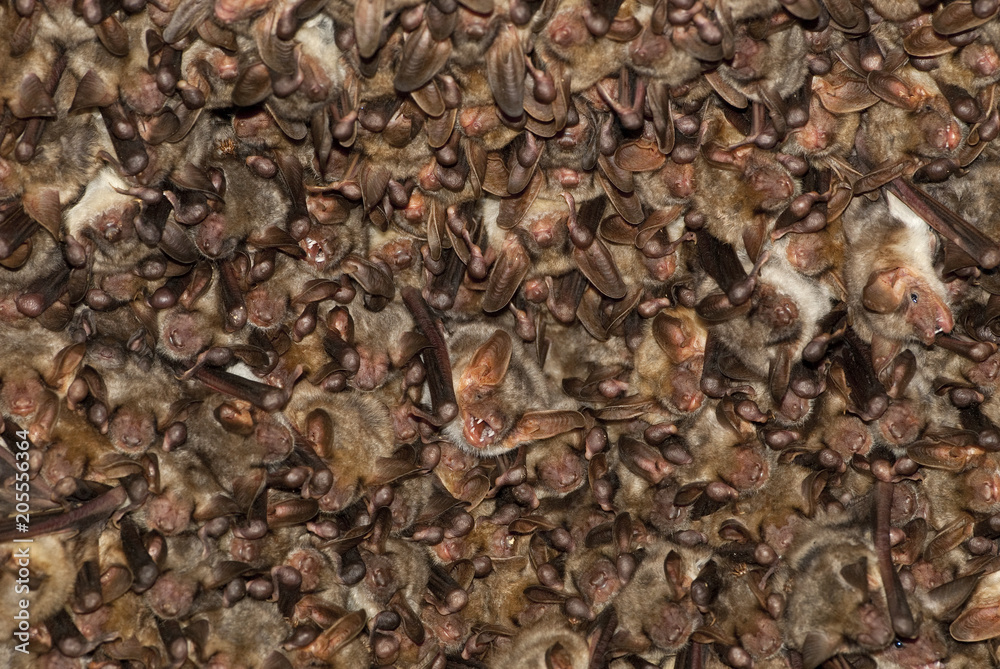 Groups of sleeping bats in cave, Myotis myotis Groups of sleeping bats in cave, Myotis myotis