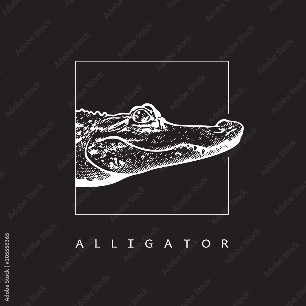 Naklejka premium Aligator amerykański (Alligator mississippiensis) - grafika wektorowa. Biała ilustracja w stylu grawerowania krokodyla na białym tle na czarnym tle, element projektu logo lub szablonu.