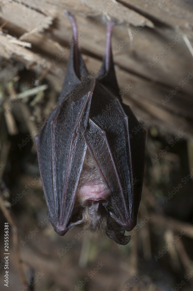 Lesser horseshoe bat (Rhinolophus hipposideros), hanging, sleeping inside  an old house.Spain Stock Photo | Adobe Stock