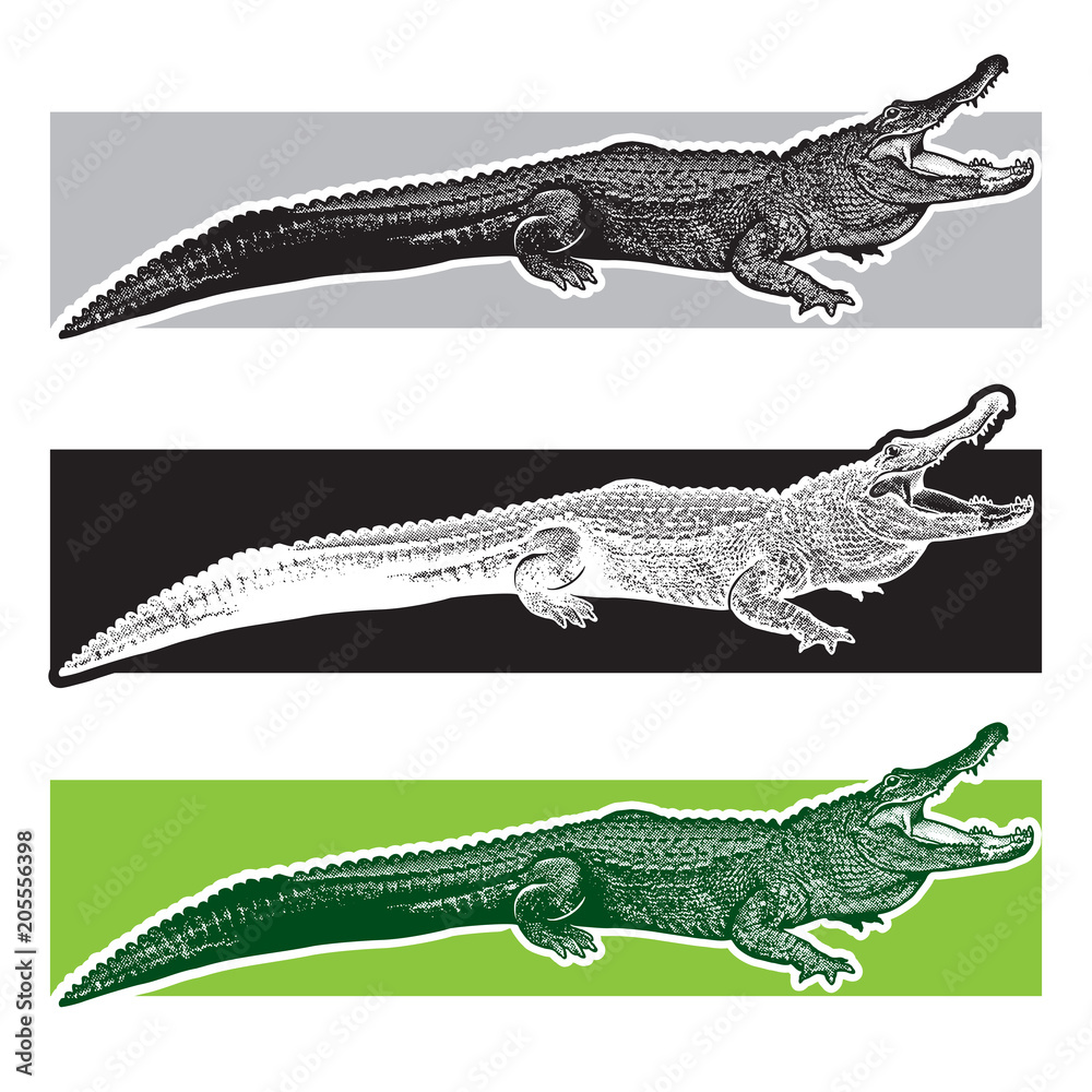 Fototapeta premium Aligator amerykański. Aligatory z Florydy. Graficzna ilustracja wektorowa monochromatyczna gada - rysowana grafika w stylu grawerowania, element projektu logo lub szablonu.