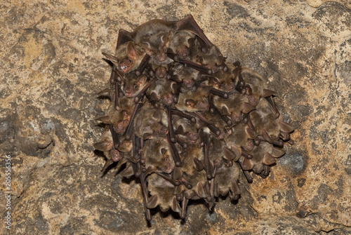 Groups of sleeping bats in cave, Myotis myotis photo