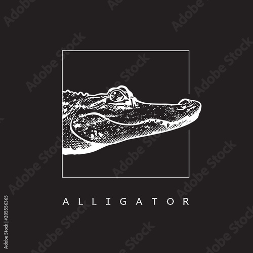 American alligator (Alligator mississippiensis) - vector image.
White illustration in engraving style of crocodilian reptile isolated on black background, design element for logo or template.