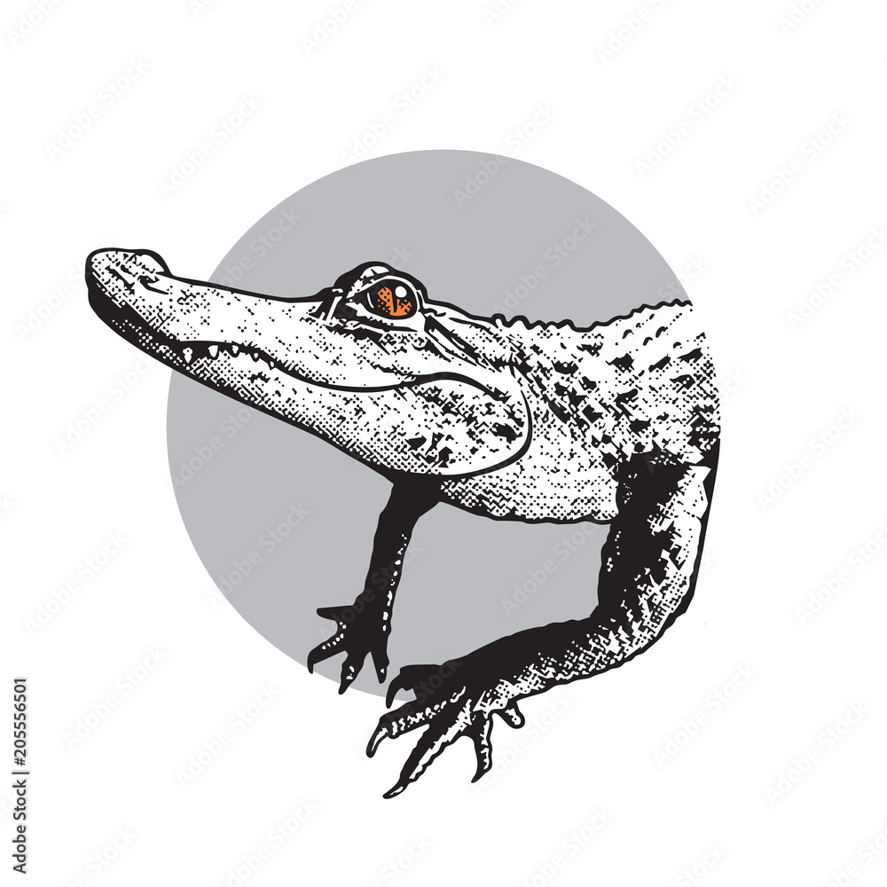 Fototapeta premium Portret młodego aligatora amerykańskiego - grafiki wektorowej. Czarny obraz gada krokodyla w stylu grawerowania na białym tle, element projektu logo lub szablonu.