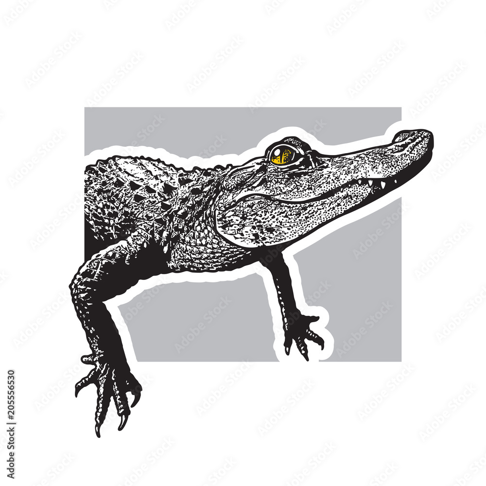 Fototapeta premium Portret młodego aligatora amerykańskiego - grafiki wektorowej. Czarny obraz gada krokodyla w stylu grawerowania na białym tle, element projektu logo lub szablonu.