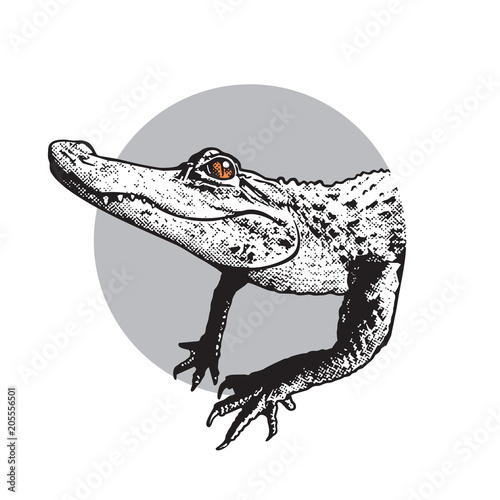 Portrait of young American alligator - vector graphic illustration.  Black image of crocodilian reptile in engraving style isolated on white background  design element for logo or template.