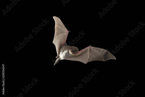 Bat bent common Miniopterus schreibersii, flying in a cave, with black background photo