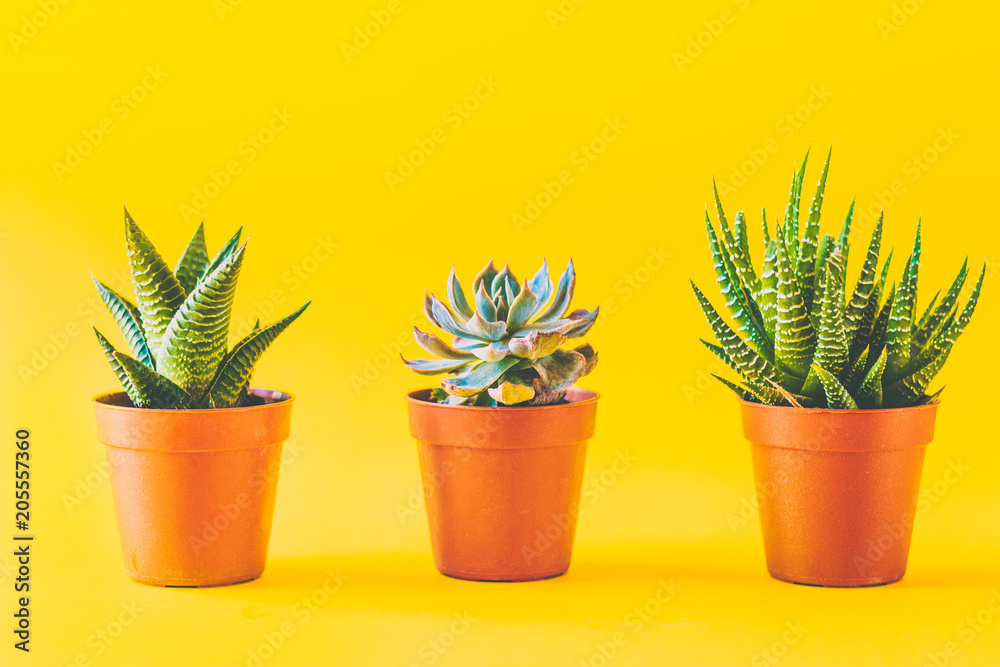 Succulents in a yellow vibrant background Succulents in a yellow vibrant background