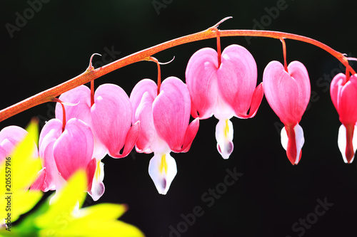 Pacific bleeding heart. Dicentra flowers in close up picture. Branch with heart shaped flowers in amazing floral composition. Pink and white flowers in the public park.