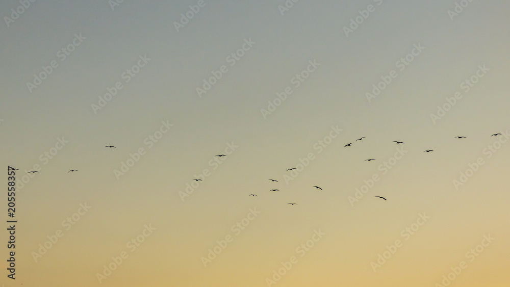 Birds in flight over sunset sky