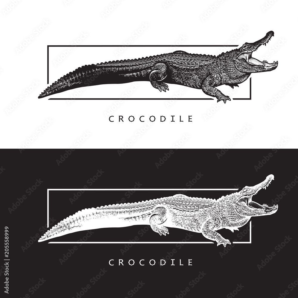 Naklejka premium Grafika wektorowa aligatora amerykańskiego. Czarno-biała ilustracja krokodyla, logotyp, kliparty w stylu grawerowania, element projektu logo lub szablonu.