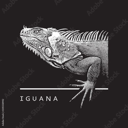 Realistic portrait of iguana.
Close-up view of large herbivorous lizard - illustration in engraving style isolated on black background, design element for logo or template. photo