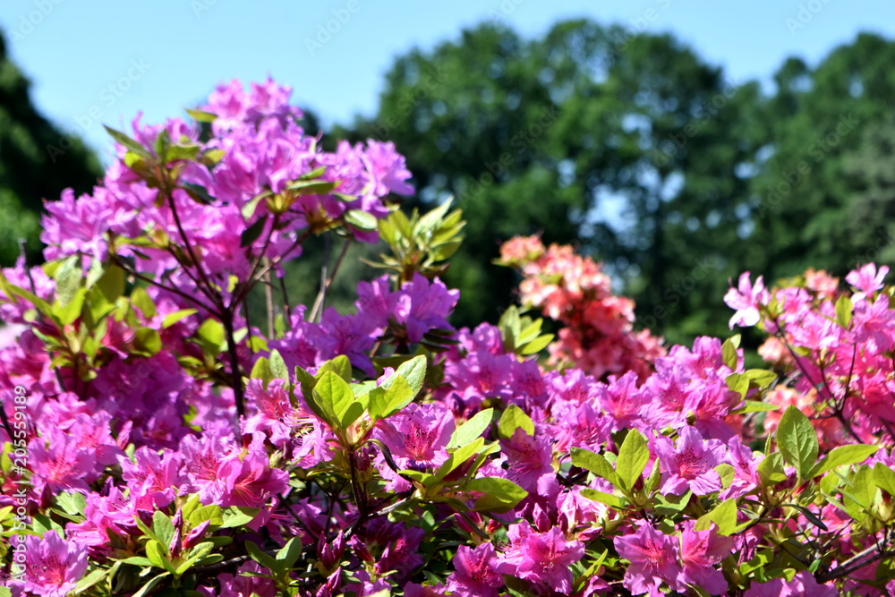 Rhododendron flower in the garden Rhododendron flower in the garden