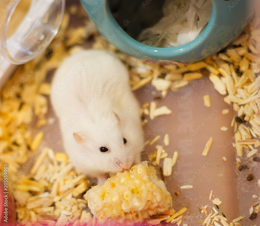 Pearl winter white fashion dwarf hamster