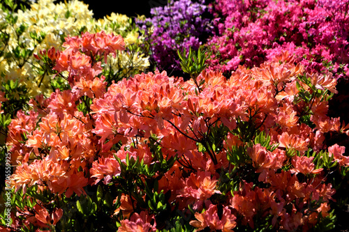Fototapeta Naklejka Na Ścianę i Meble -  Rhododendron flower in the garden