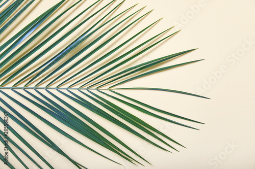 Fotografie Tropical leaves on pastel background.
