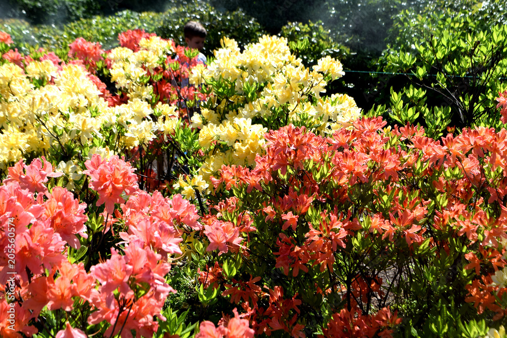 Rhododendron flower in the garden Rhododendron flower in the garden