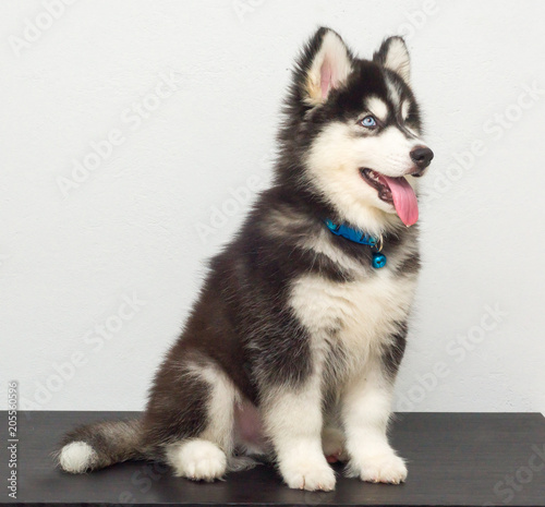 Fototapeta Naklejka Na Ścianę i Meble -  cutel black siberian husky wooly coat puppy