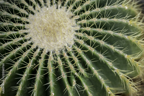 Top-down view of a barrel cactus. Close up