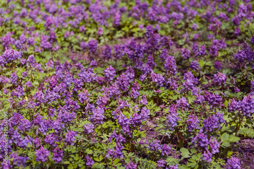 Meadow of violet flowers.