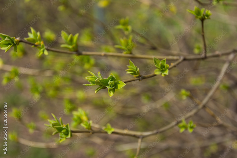 Tree branch with open buds,spring Tree branch with open buds,spring