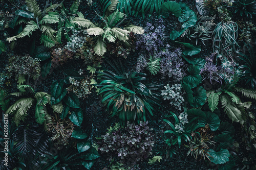 Beautiful nature background of vertical garden with tropical green leaf