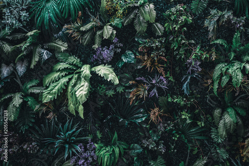 Obraz Piękny charakter tło pionowe ogród z tropikalny zielony liść