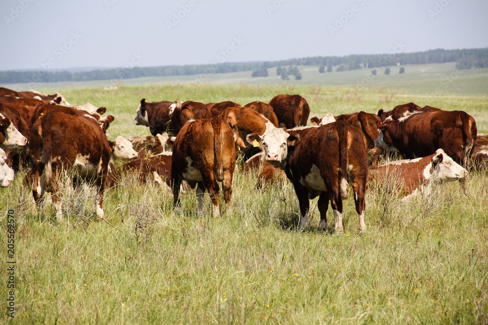 Herd of cattle Hereford breed.
