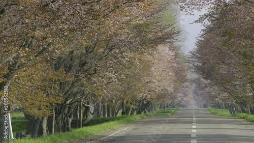 桜並木