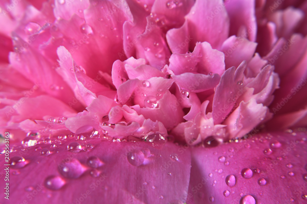 Abstract natural background macro pink peony petals with water drops . Gentle soft elegant airy artistic image with soft focus. Abstract natural background macro pink peony petals with water drops . Gentle soft elegant airy artistic image with soft focus.