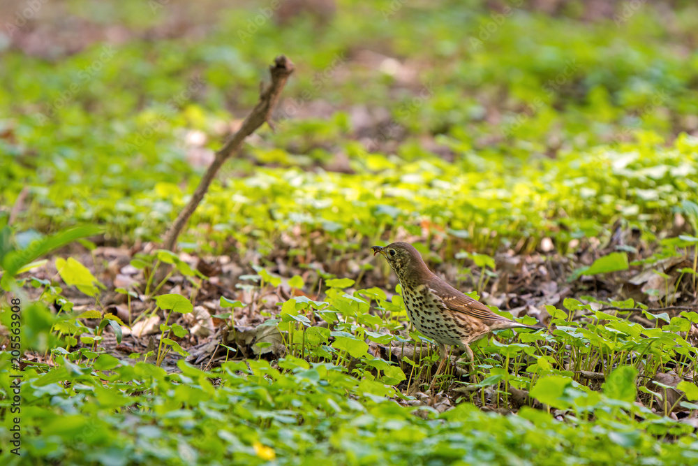 Fototapeta premium Turdus philomelos, thrush looking for food