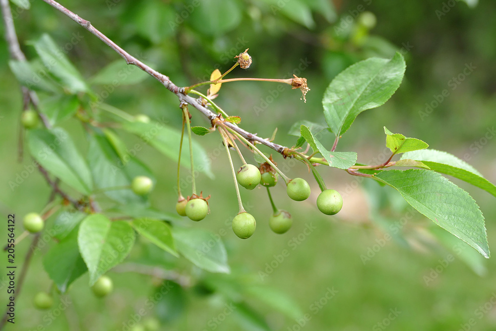 immature cherry and cherry tree
