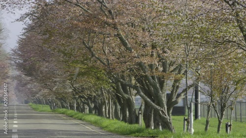 桜並木
