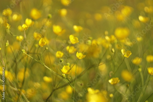 wild yellow flowers in the meadow © taraskobryn