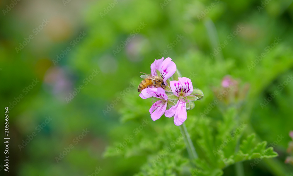 A bee sucking nectar from the blossoms of medical geraniums
