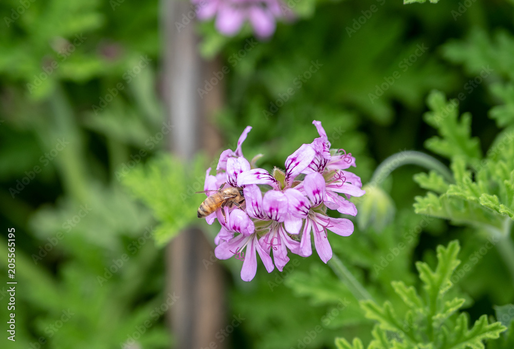 A bee sucking nectar from the blossoms of medical geraniums A bee sucking nectar from the blossoms of medical geraniums