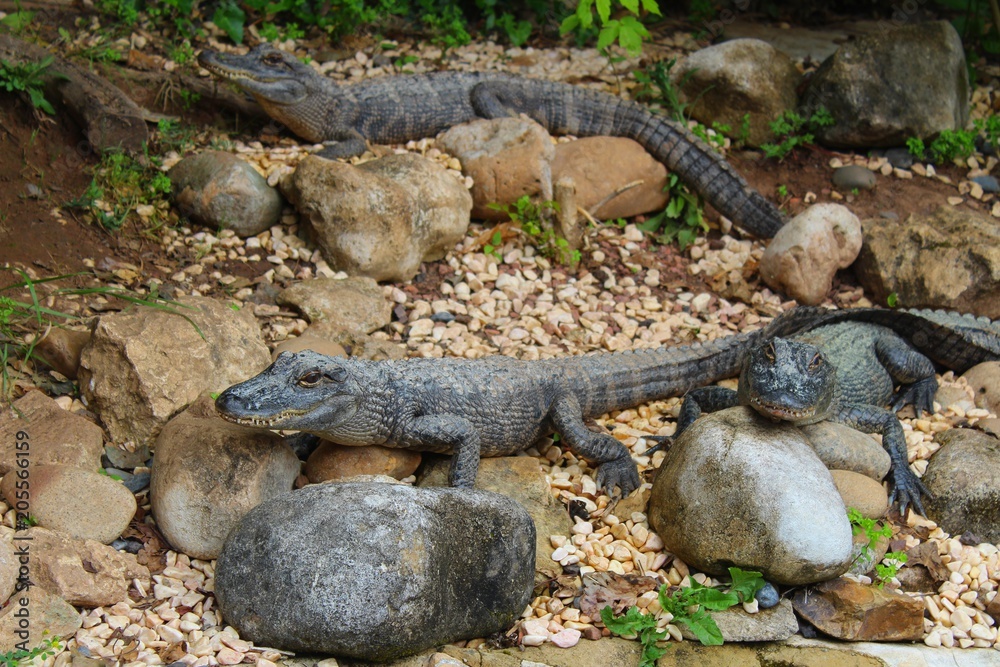 caimans dans leur enclos à l'aquarium caimans dans leur enclos à l'aquarium