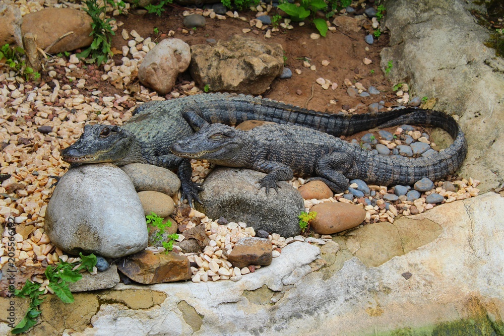 Obraz premium caimans dans leur enclos à l'aquarium