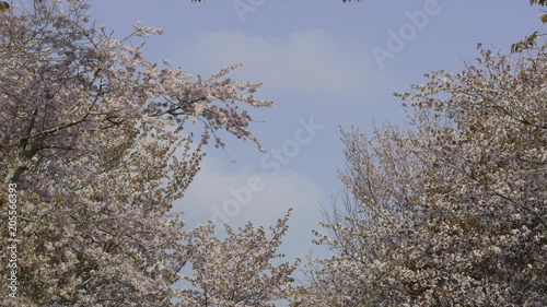 桜並木