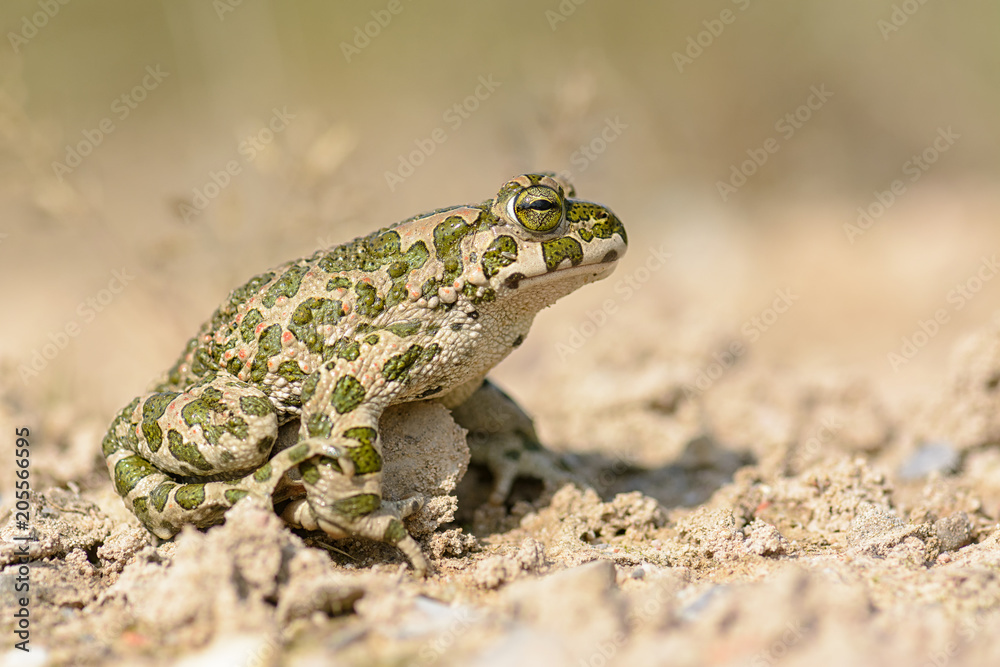 Fototapeta premium Wechselkröte
